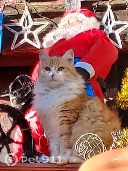 Chat roux tatoué perdu en Occitanie - photo