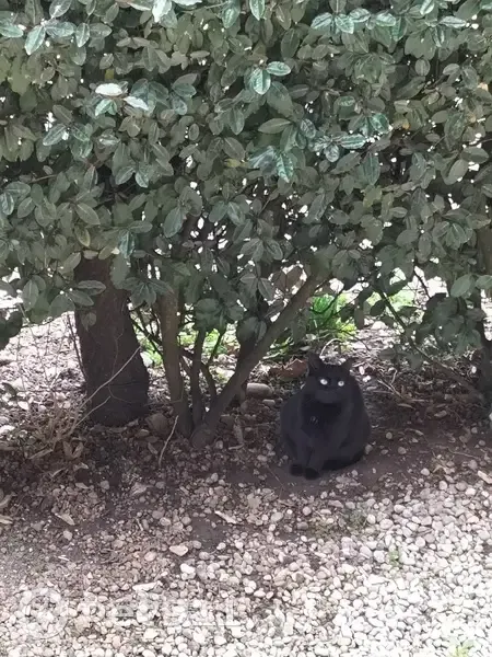 Chat noir perdu à Chaneins - photo