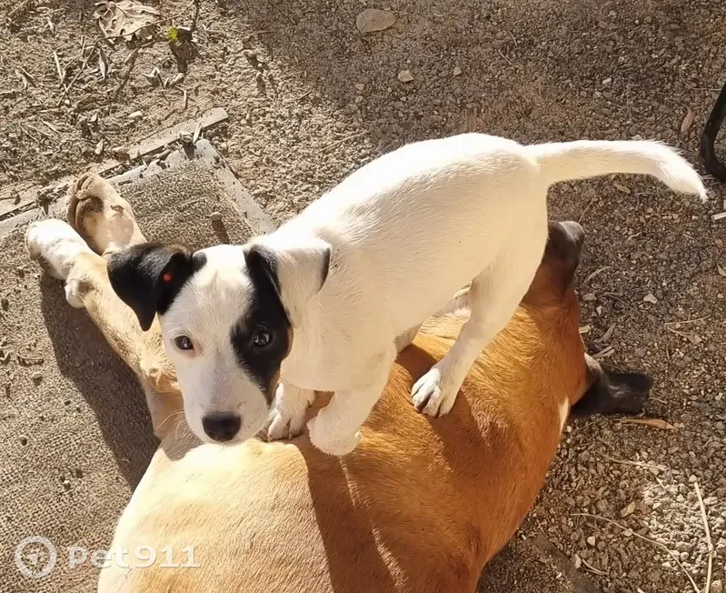Chien Jack perdu à Meyreuil - photo