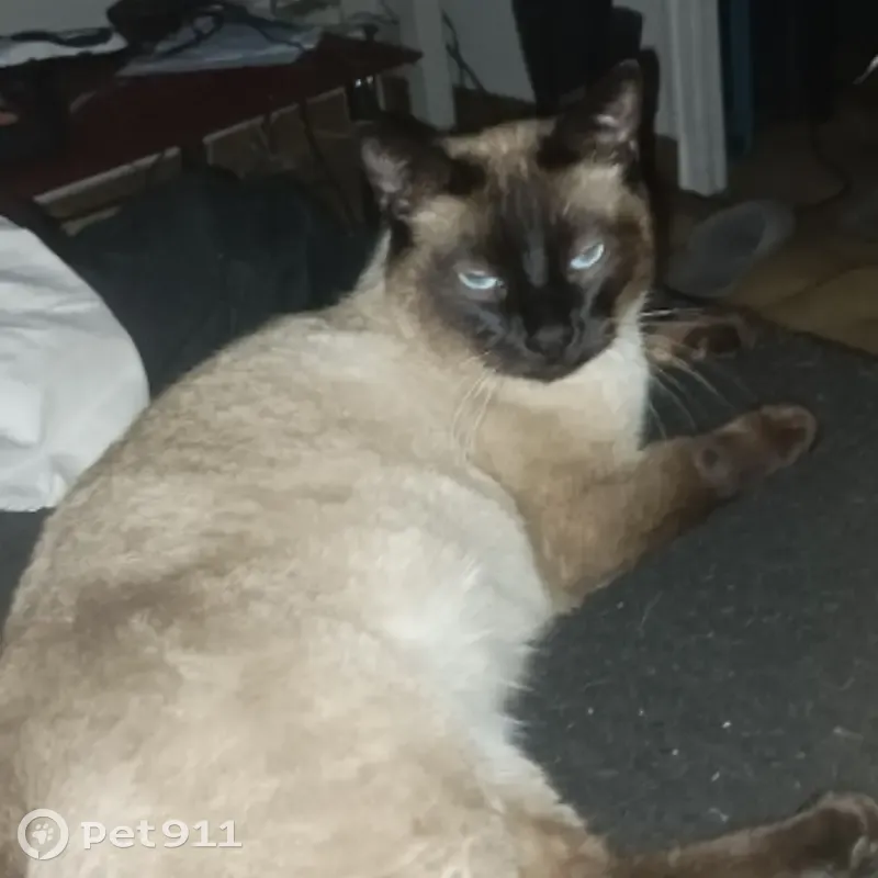 Chat Volé: Aidez-moi à le Retrouver! - photo