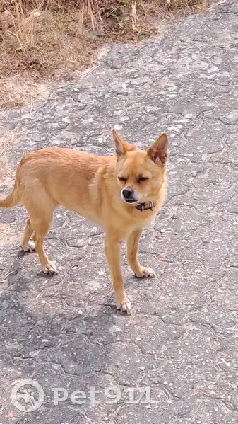 Chien perdu: Skippy, Lille - photo