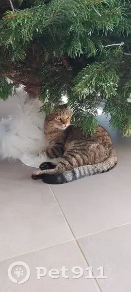 Chatte tigrée perdue à Domène - photo