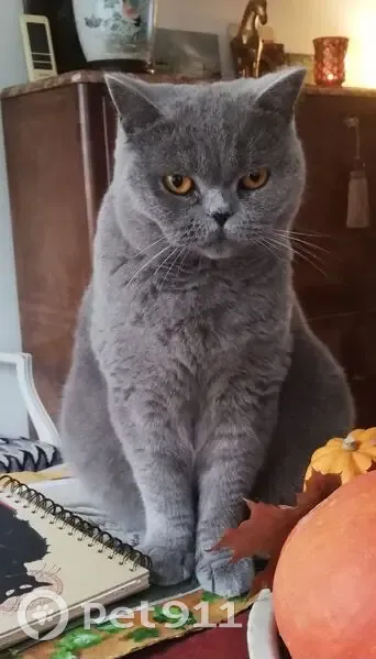Chat British gris perdu à Dangeau - photo