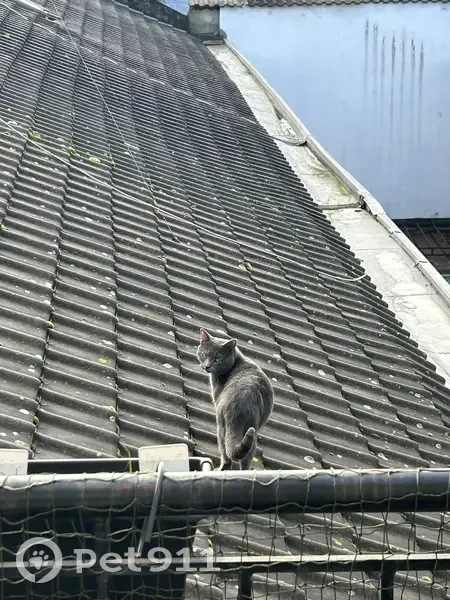 Chat affectueux trouvé à Lille - photo
