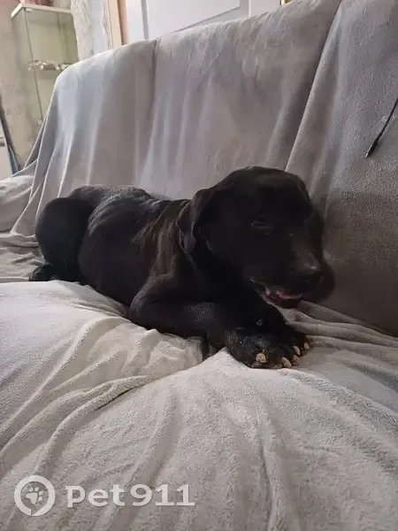 Labrador noir perdu trouvé à Diénay - photo