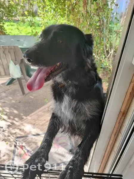 Chienne noire trouvée à Étauliers - photo
