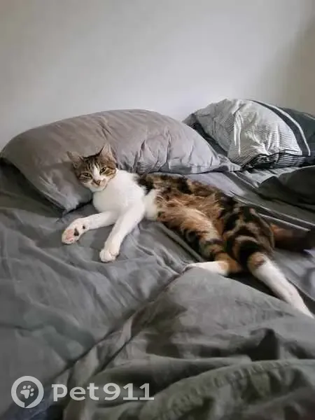 Sparco, chat tricolore perdu - photo