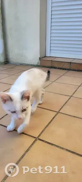 Chaton trouvé rue Étienne Dolet - photo
