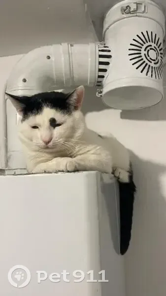 Chat disparu Garçon, Montgeron (fl495932) - photo