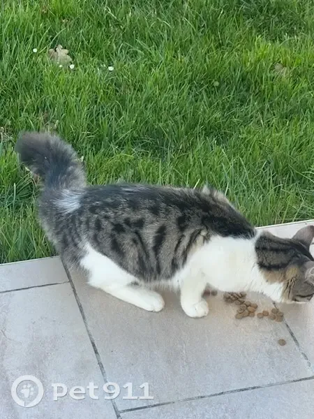 Chaton blanc/gris yeux verts trouvé - photo