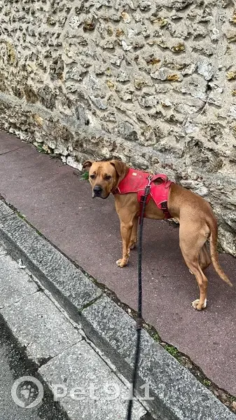 Chien beige perdu à Évecquemont - photo