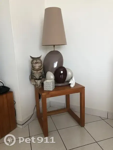 Nala, chat peureux, s'est enfui - photo