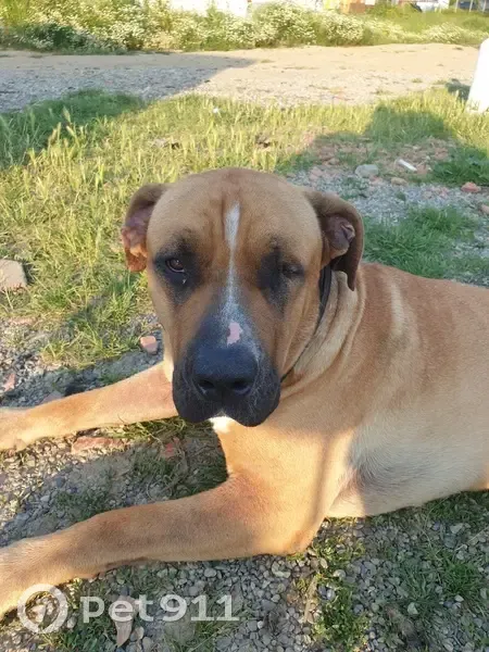 Moldave, chien borgne perdu - photo