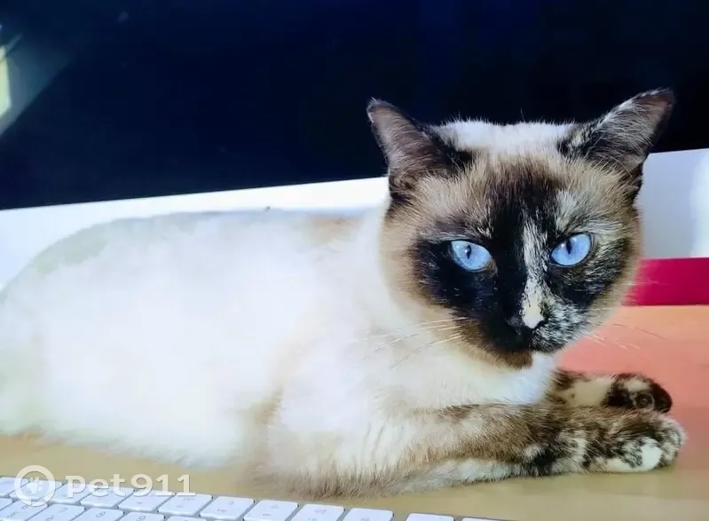 Chat perdu à Bouguenais 30B - photo