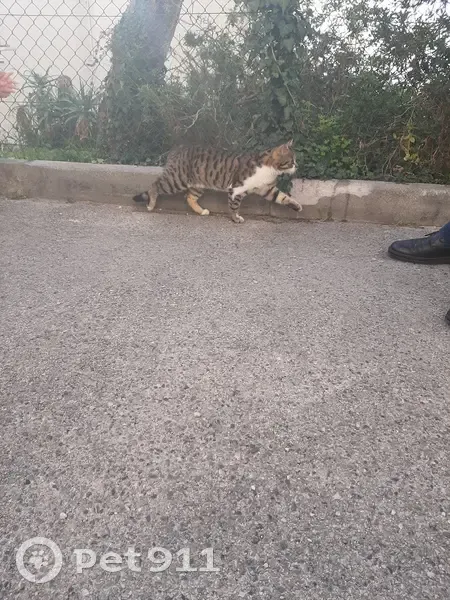 Chat tigré mâle perdu récupéré - photo