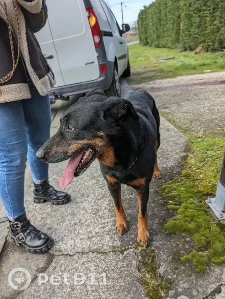 Chien perdu et retrouvé à L'étable - photo