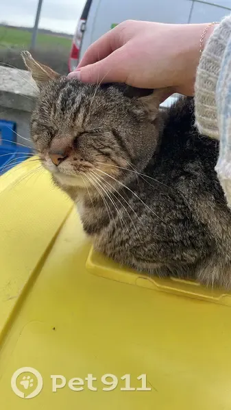 Chat âgé trouvé à Franqueville - photo