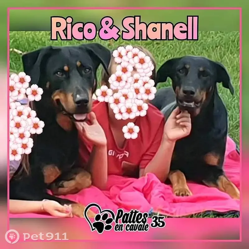 Rico & Shanell, Beaucerons perdus - photo