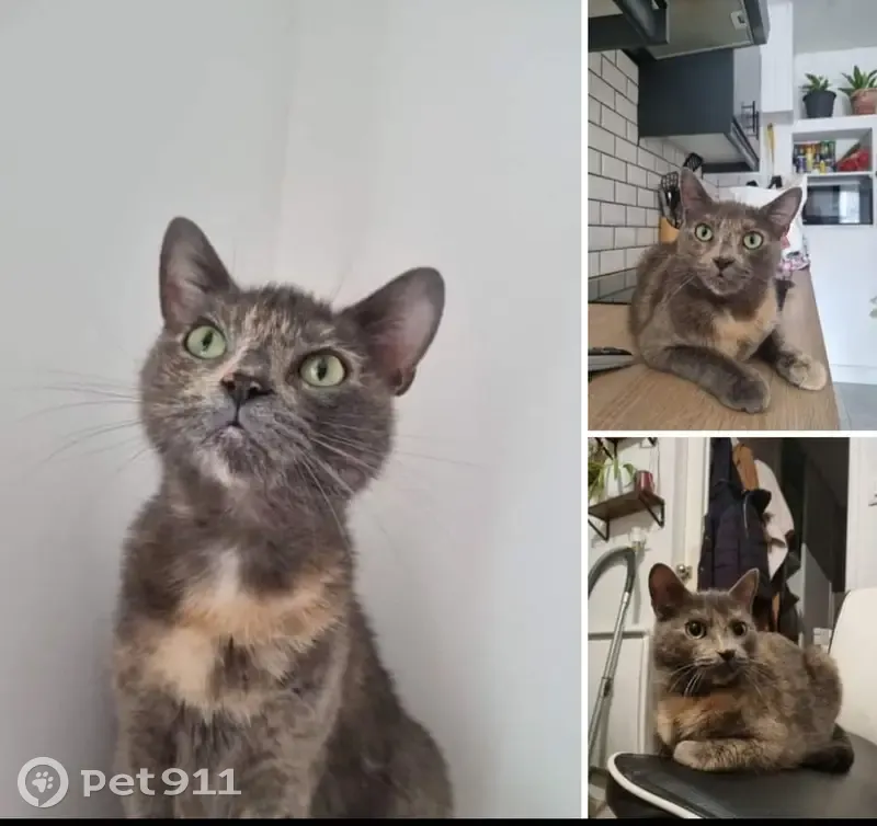 Chatte Polia perdue à Bouguenais - photo