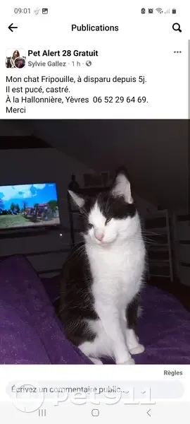 Chat noir et blanc perdu à Yèvres - photo