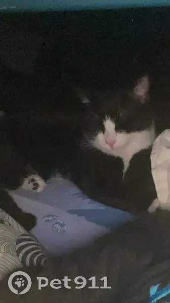 Chat perdu à Rouen - Aidez-moi! - photo
