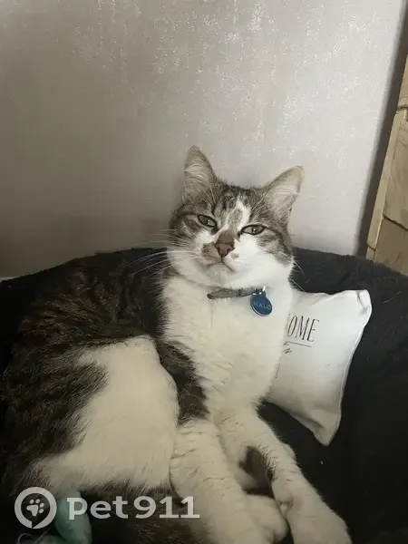 Chat tigré perdu à Beaumarchais - photo