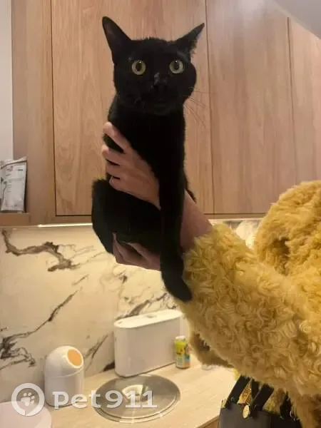 Chat noir sociable trouvé à Paris - photo