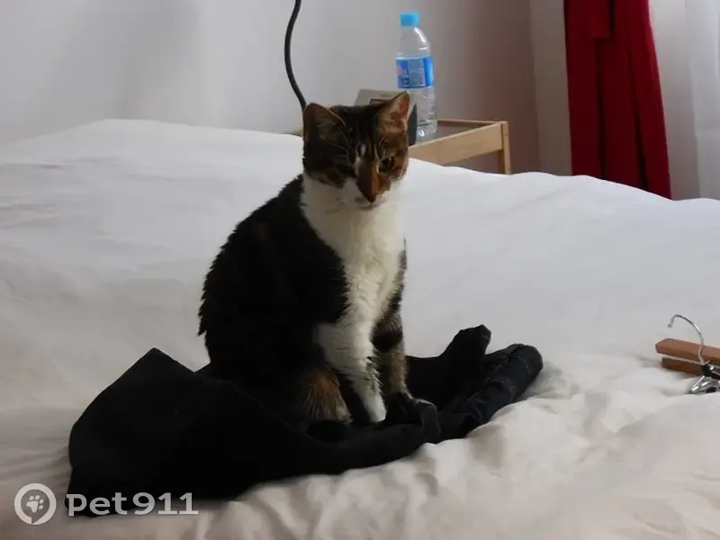 Chatte Zeralda perdue à Toulouse - photo