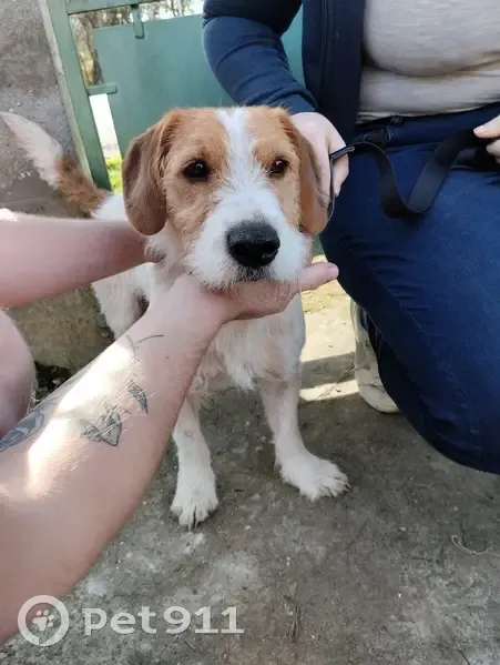 Chien griffon blessé trouvé D5 - photo
