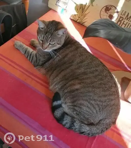 Chat gris perdu à Pau - photo