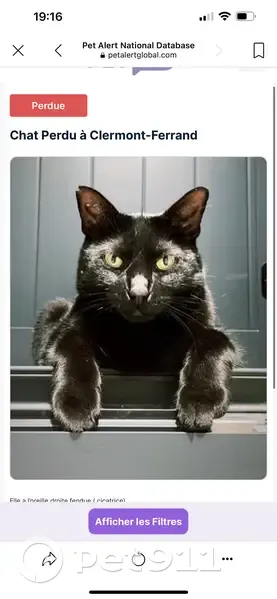 Chatte noire perdue à Beaumont - photo