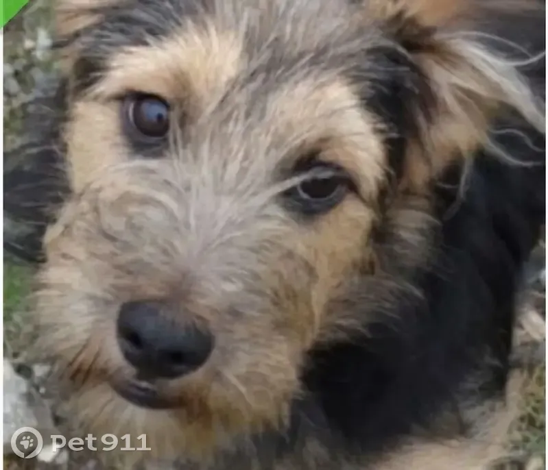 Chien Arthur perdu près de Remalard - photo