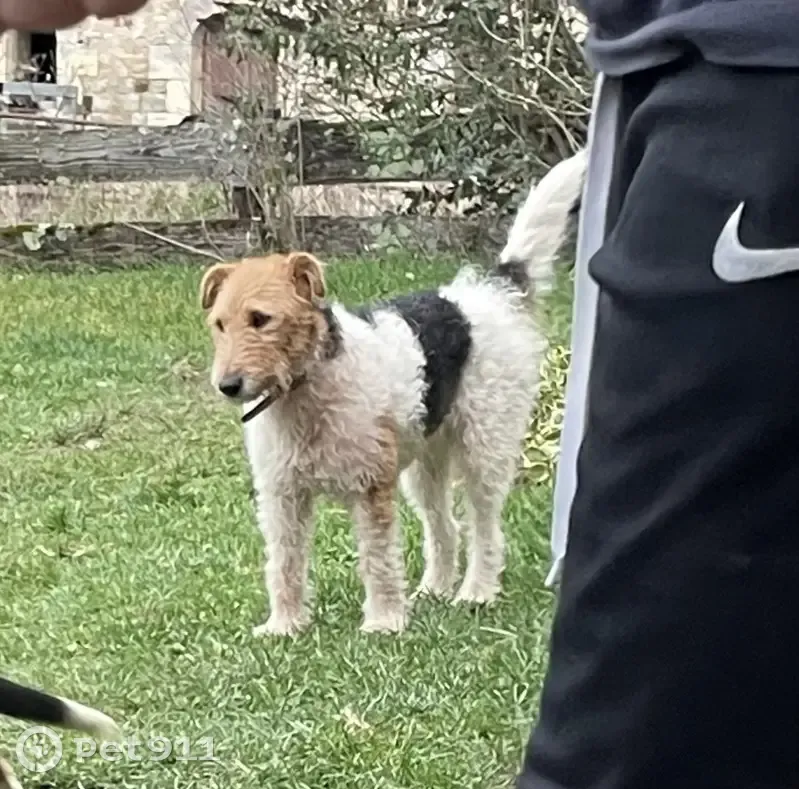 Yuki, Fox Terrier tricolore perdue - photo