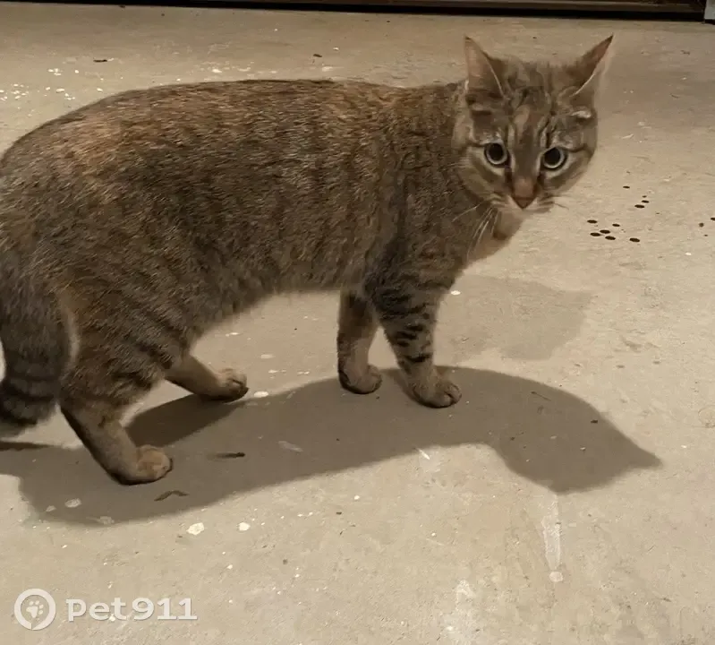 Chatte perdue à Noyal-Châtillon - photo