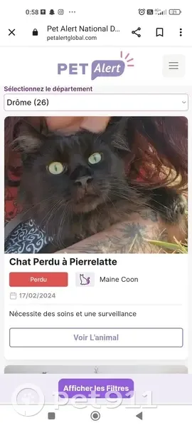 Pasha, chat perdu, urgent! - photo