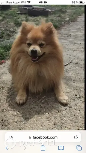 Mambo, chien perdu à Morlaàs - photo
