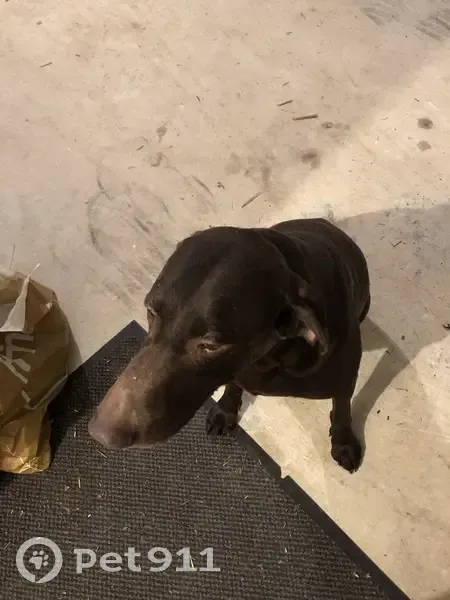 Chien Braque mâle perdu à Fléac - photo