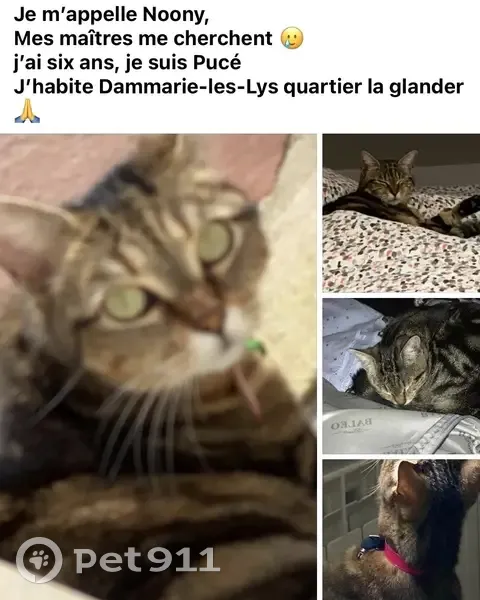 Chat perdu à Dammarie-les-Lys - photo