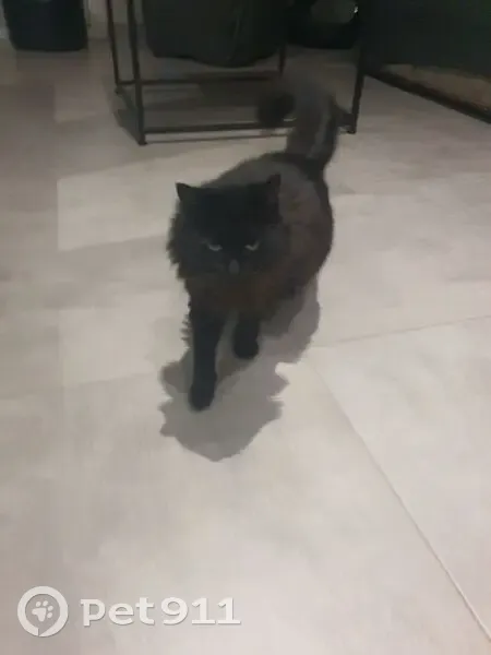 Chat noir tripatte perdu - photo