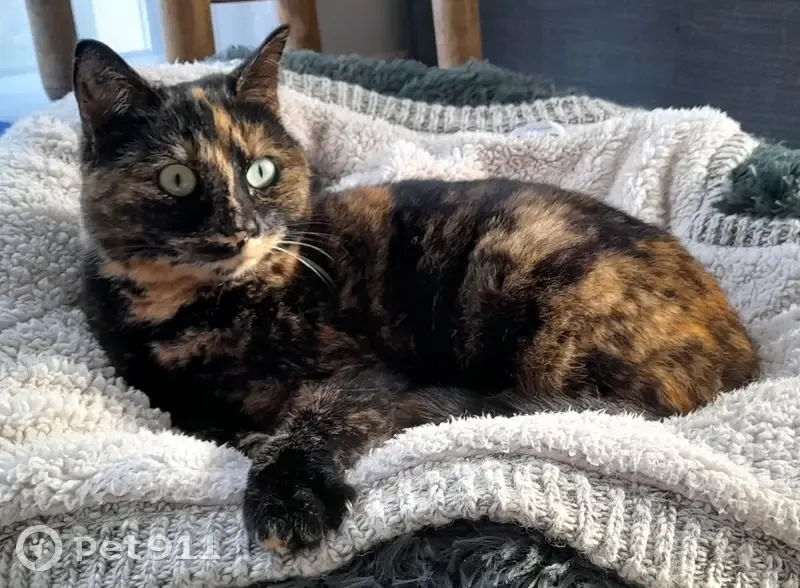 Chatte écaille perdue à Orée d'Anjou - photo