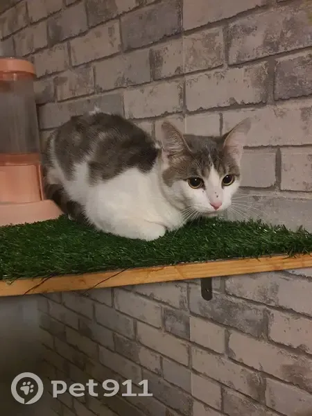 Chat blanc-gris trouvé, 18 fév. - photo
