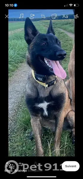 Avis de recherche: Tess, Malinois - photo