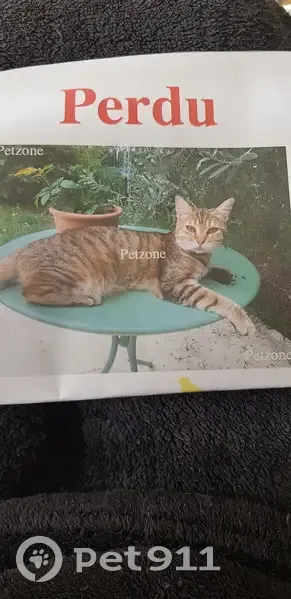 Chatte perdue à Cournon-d'Auvergne - photo