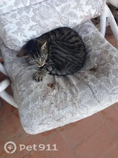 Chatte tigrée perdue à Gagnac - photo