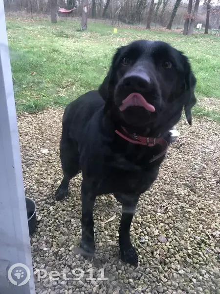Chien croisé labrador trouvé - photo