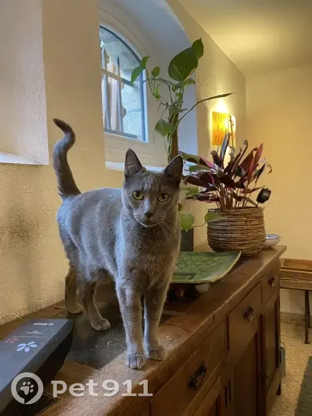Chat Goose perdu - 62 rue Amelot - photo