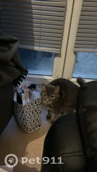 SOS Chat Saul disparu à Carpiquet - photo