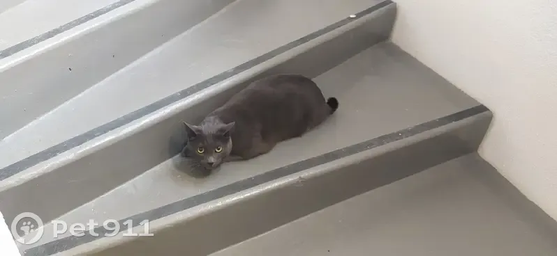 Chat Chartreux trouvé, Lyon - photo