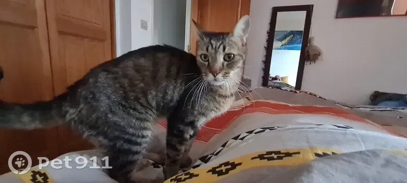 Chat Européen perdu à Aubagne - photo