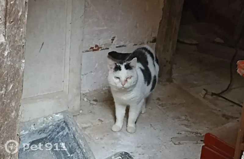 Chat mâle perdu, Le Blanc - photo